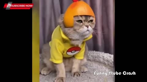 Cute & Funny animals