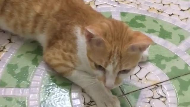 My cat lying in the bathroom is so refreshing