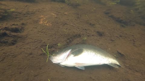 Dead Fish