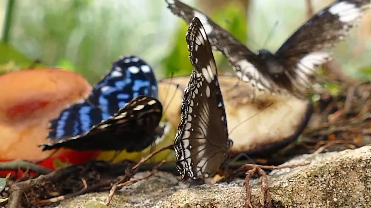 Peaceful Relaxing flute music | Meditation calm music | beautiful 🦋 butterfly #naturecutepets