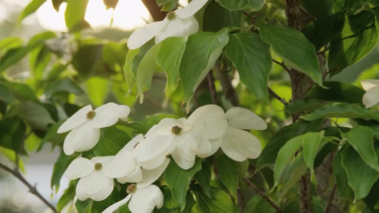 Make Your Own Plant Food for Pennies