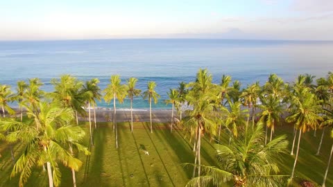 Serene Aerial Journey: Flying Over Palm Trees and Into the Azure Sea