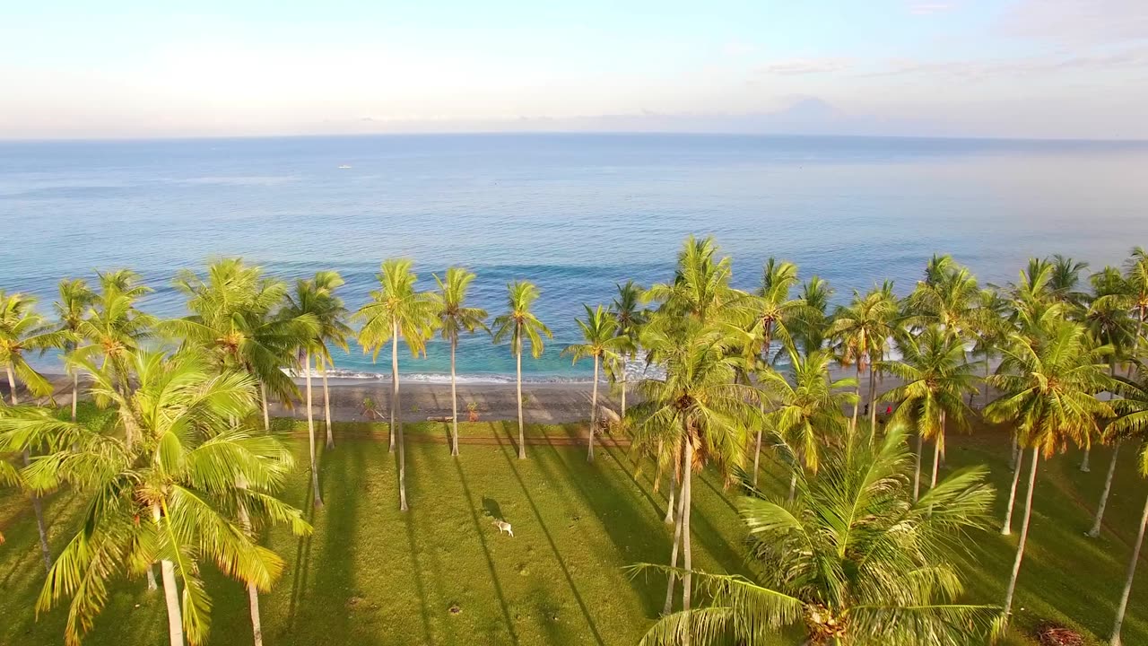 Serene Aerial Journey: Flying Over Palm Trees and Into the Azure Sea