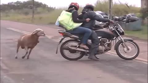 Best funny video in USA 2021