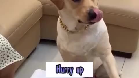 The family animal