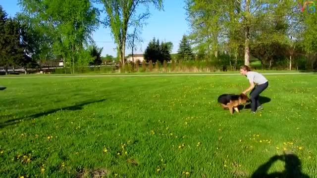 dog training