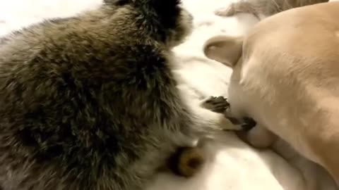 Funny animal content