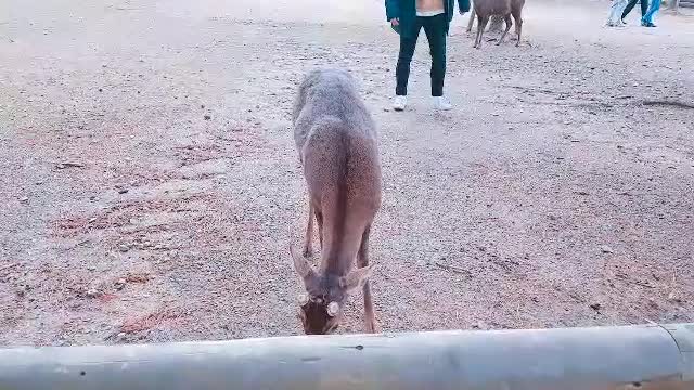 a deer approaching to feed