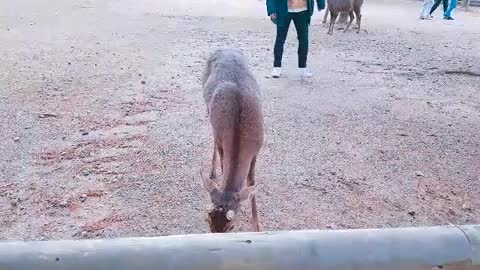 a deer approaching to feed