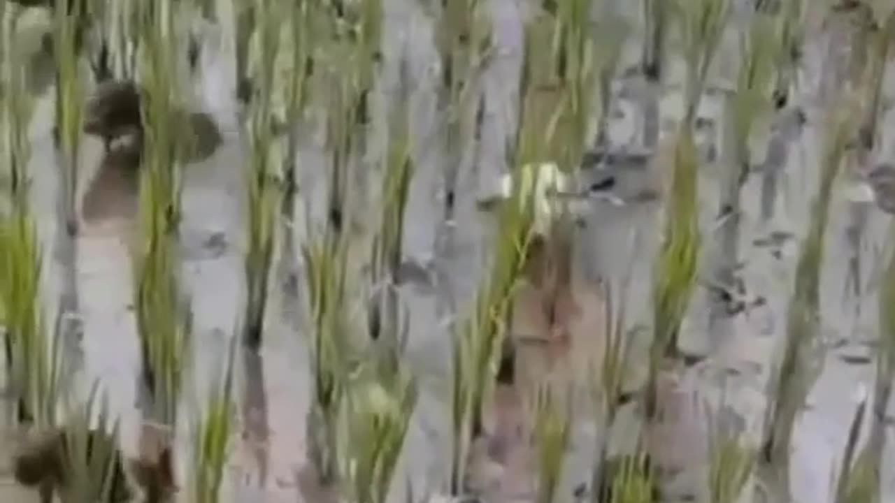 Ducks army #science #sciencefacts #shorts #ytshorts