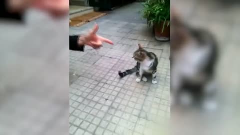 funny cat