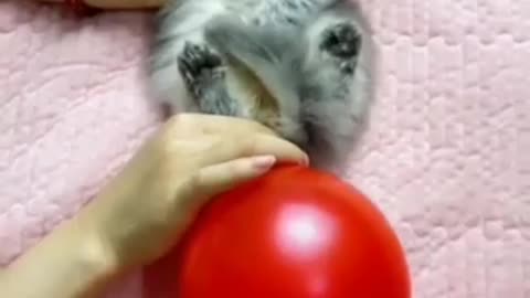 Cat can blow ballon