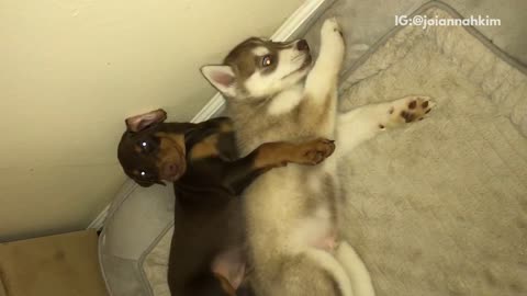 Black dog cuddling and spooning with white and grey husky
