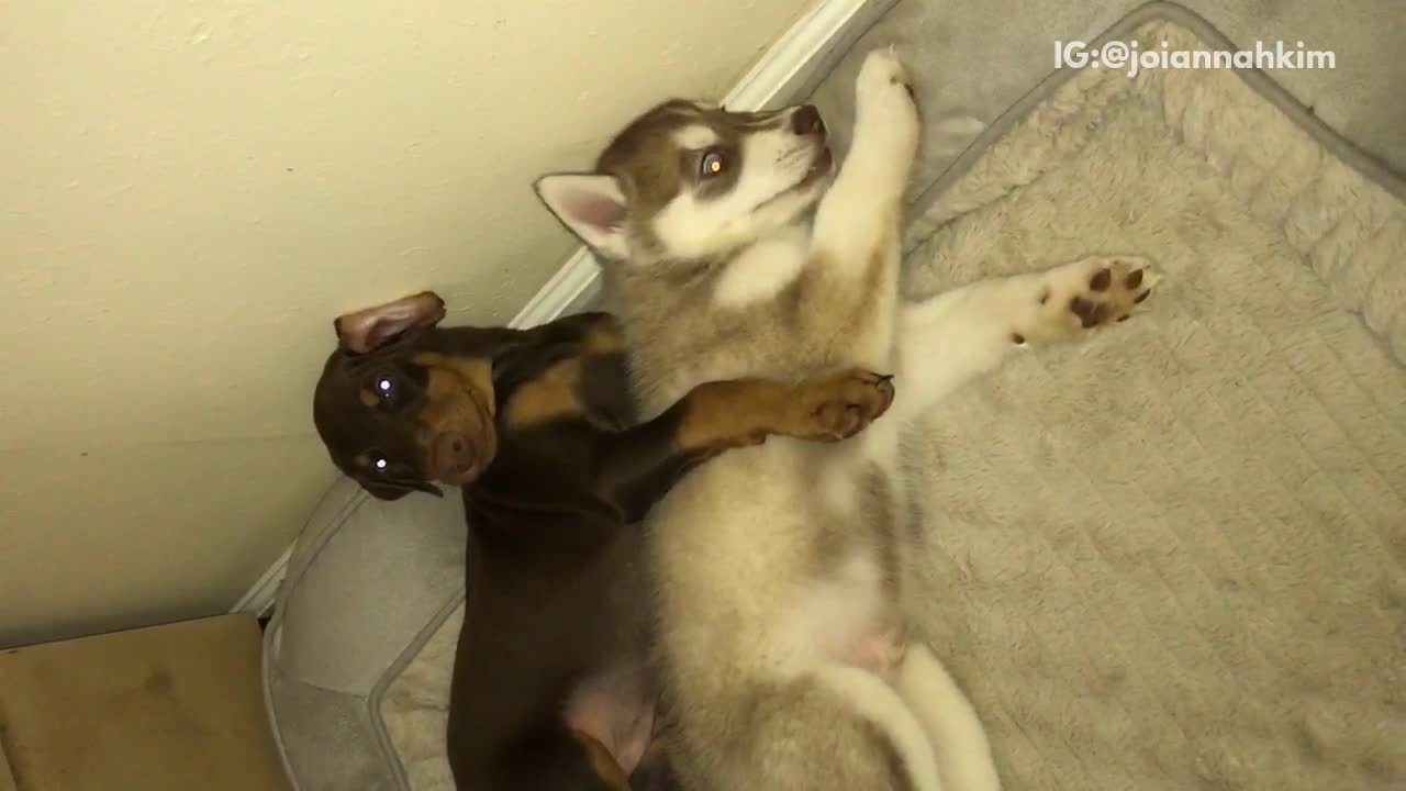 Black dog cuddling and spooning with white and grey husky