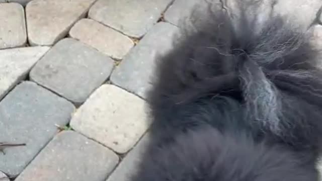 Watch How This Dog Uses a Ring Video cute dog puppy pyarepatti