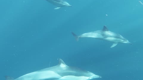 group Dolphins Swimming Underwater