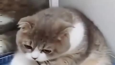 Cute — animal — cute dogs —funny animal videos—Funny video