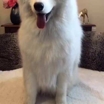 Dogs got style😎✨