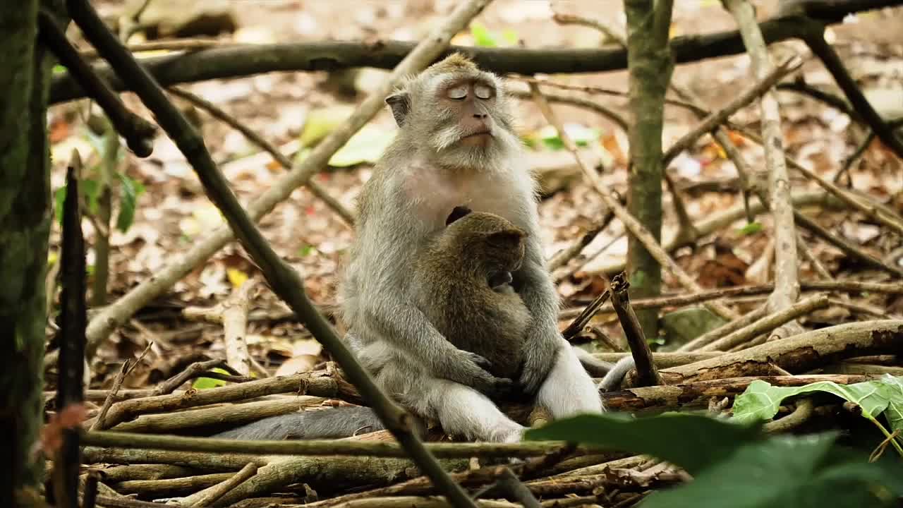 Monkey of funny moment