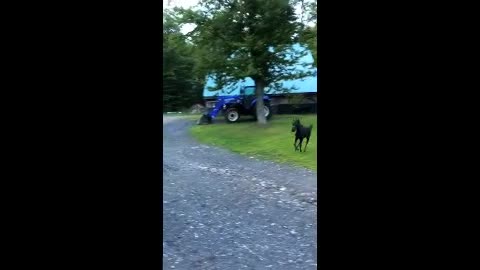 Baby Horse Runs Like Crazy