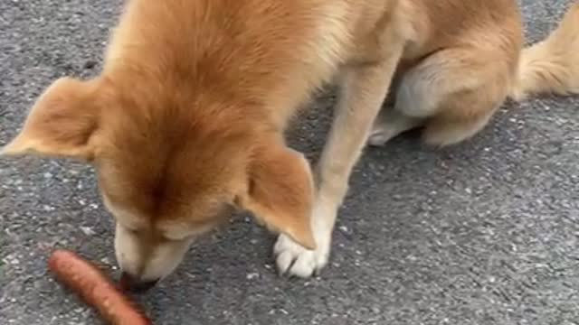 Feeding stray dog in the road