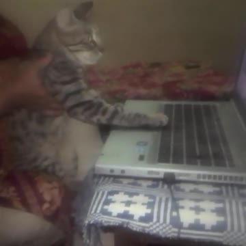 AWW CUTE BABY ANIMALS Videos Compilation cutest moment of the animals 2021 - Soo Cute! #37