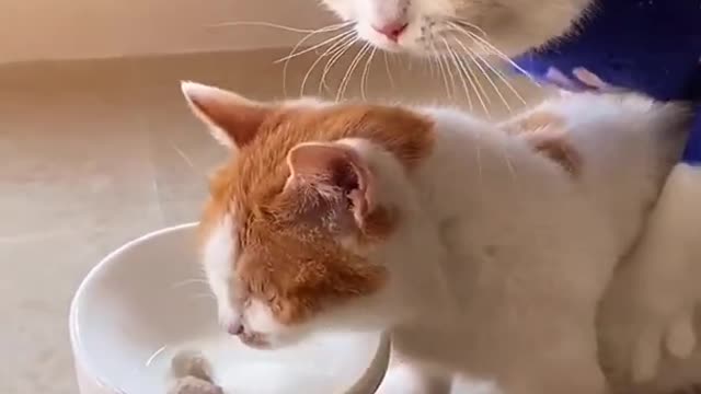 😂YOU LAUGH YOU LOSE! 😹Funny Moments Of Cats Videos Compilation - Funny Cat Life