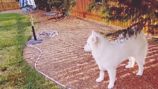 Funny Dog Videos Singing Samoyeds howl in harmony