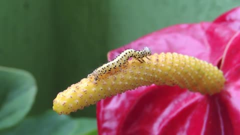 caterpillar metamorphosis