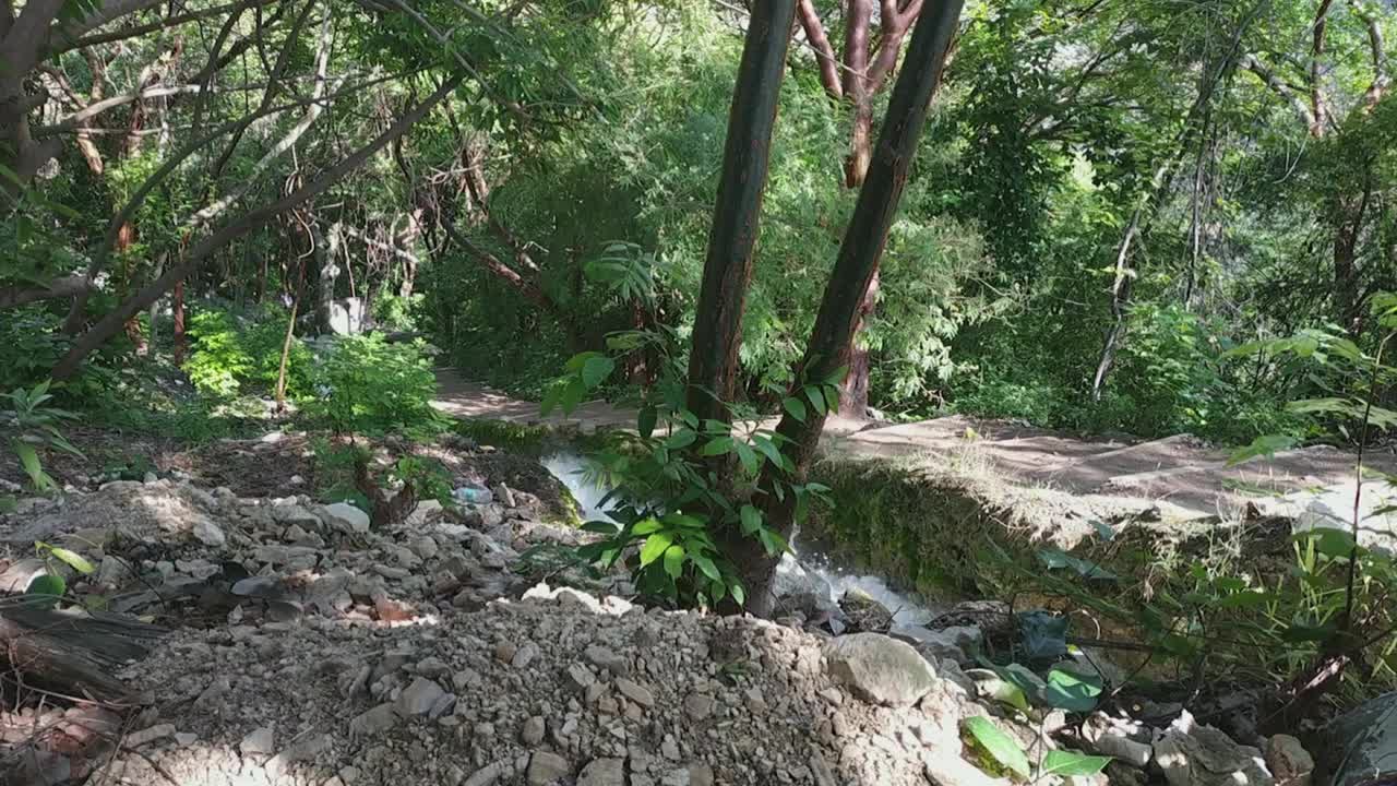 Wonderful Jungle, Forest Footage