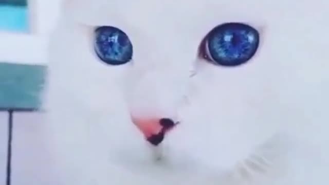 Funny and Cute Cats Videos #4 │ Cute Blue Eyes