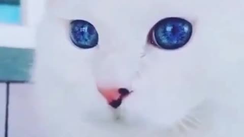 Funny and Cute Cats Videos #4 │ Cute Blue Eyes