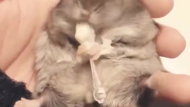 Cute funny baby animals video