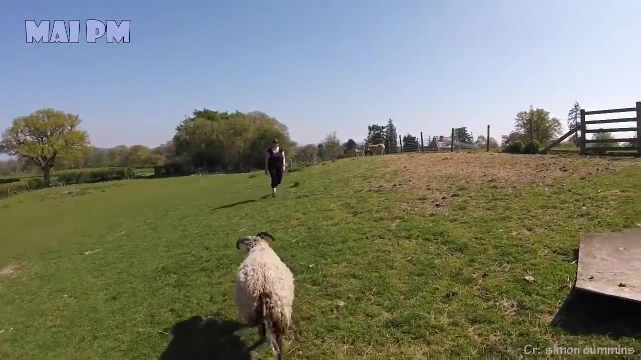 Try Not To Laugh Animals - Funny Animal and Human Fails Videos