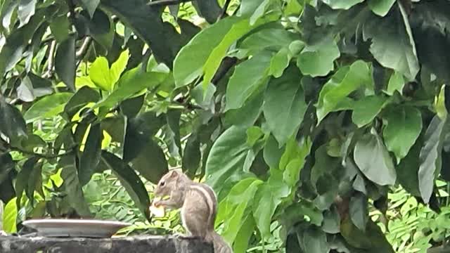 Squirrel feeding time