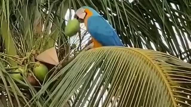 Rare blue parrot drinking a coconut!!