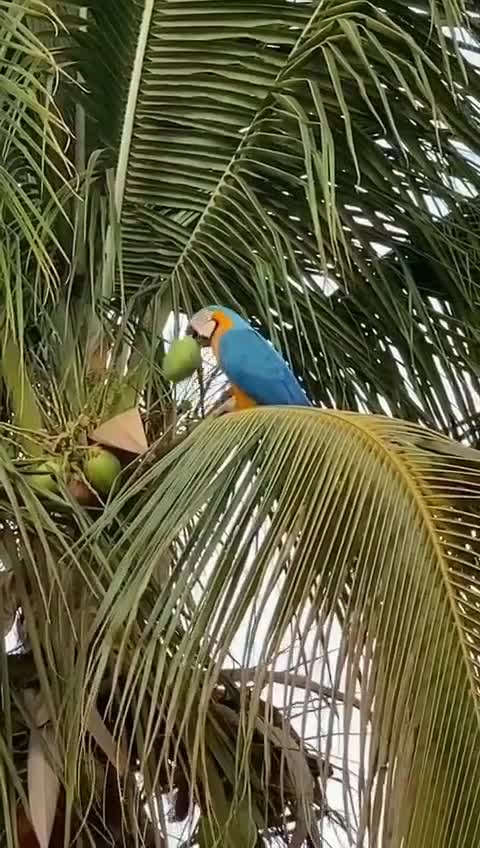 Rare blue parrot drinking a coconut!!