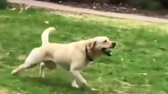 FUNNY ANIMALS VIDEOS TRY NOT TO LAUGH 🤣 | FUNNY CATS | FUNNY DOG