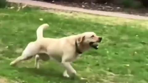 FUNNY ANIMALS VIDEOS TRY NOT TO LAUGH 🤣 | FUNNY CATS | FUNNY DOG