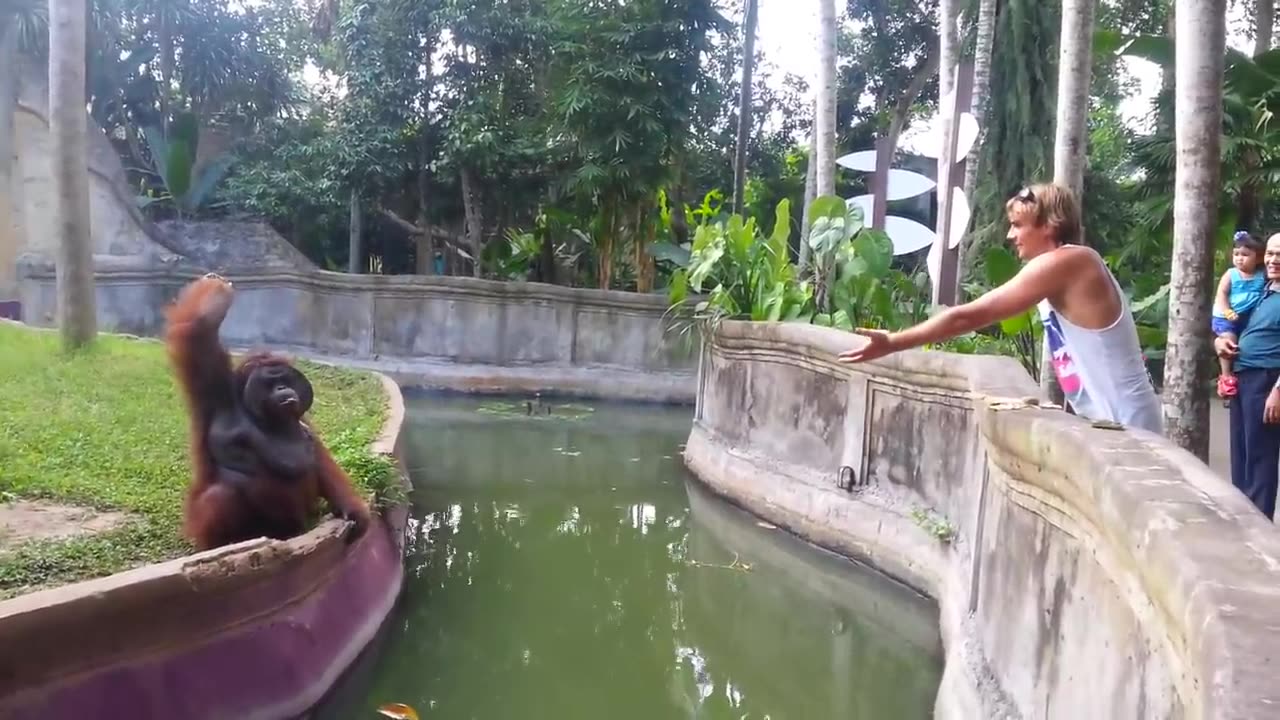 Clever Orangutan Makes a fair trade with human