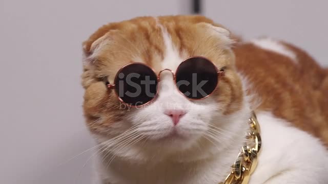 Risi's Funny Cat 2021