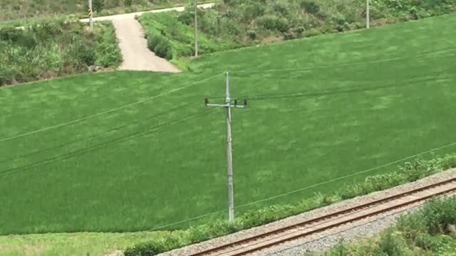 Rice Flowing in the Wind in Korea