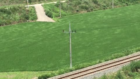 Rice Flowing in the Wind in Korea