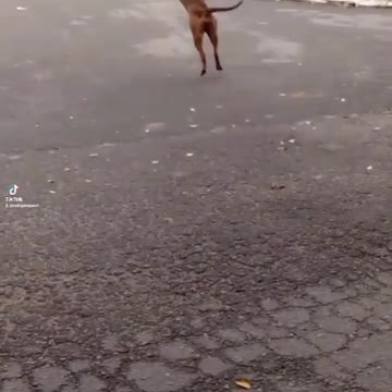 Vamos brincar de bolinha