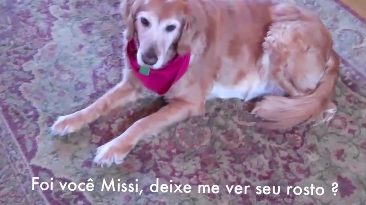 the guilty dog, incredible that this little dog made