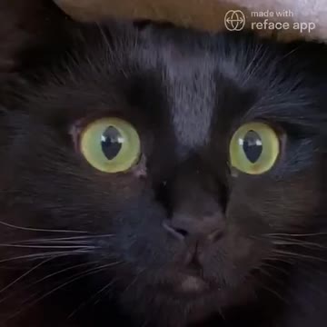 Epic Cat Moment! 🐈