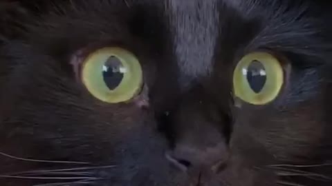 Epic Cat Moment! 🐈