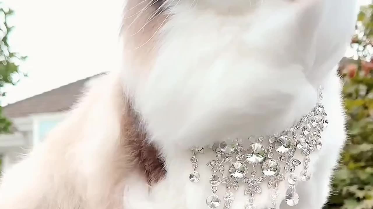 Beutiful cat 🐱😍🥰