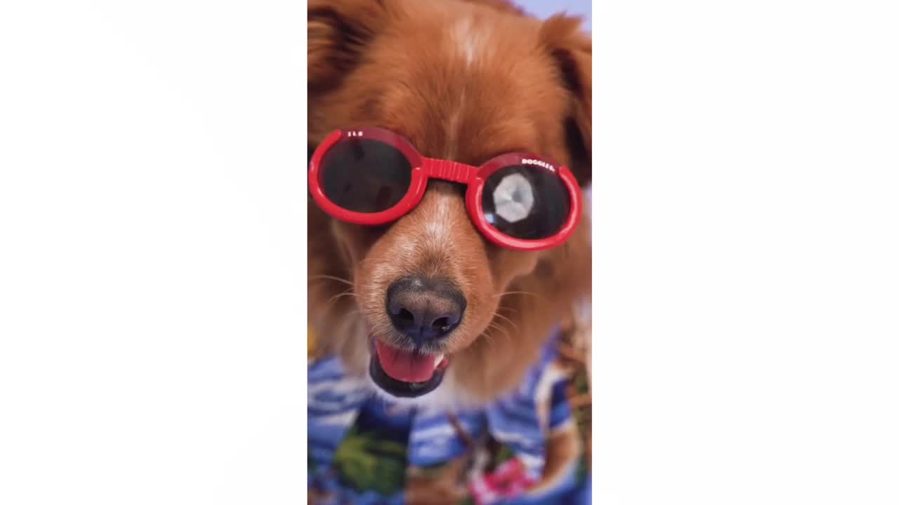 Funny Fashion Dog - Fashion Puppy