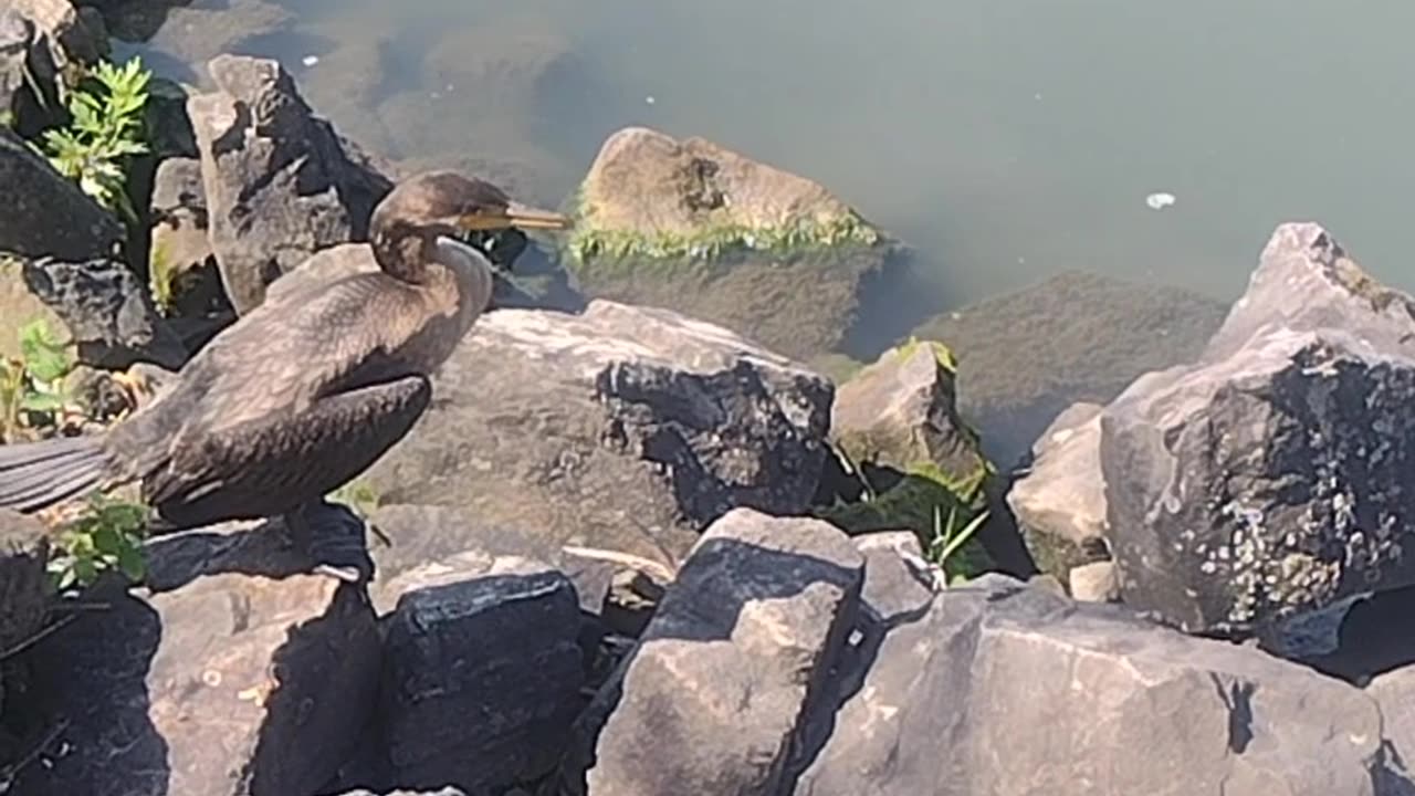 American Staffordshire Bully meets injured bird